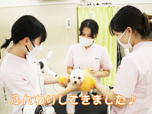 動物看護科のカラーリング実習♪